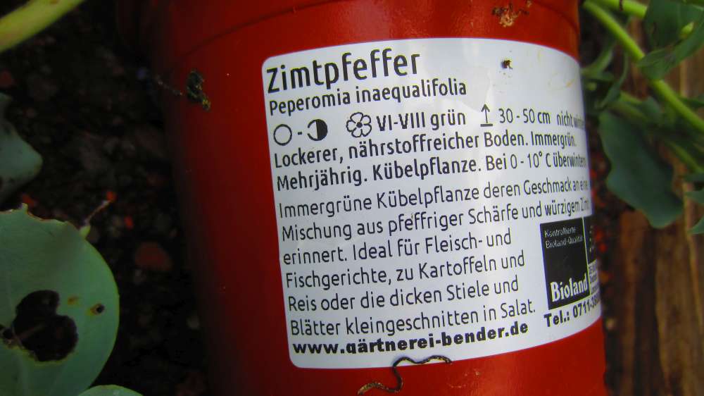 Zimtpfeffer