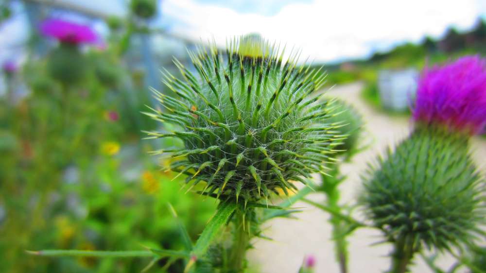 Distel