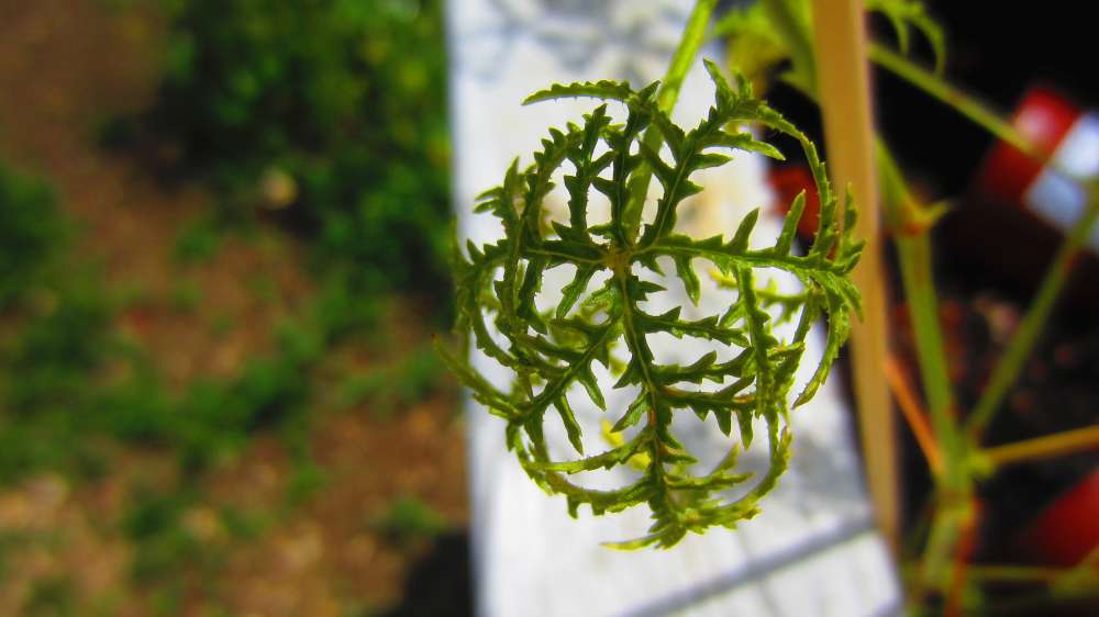 feinblaettrige_Duftgeranie