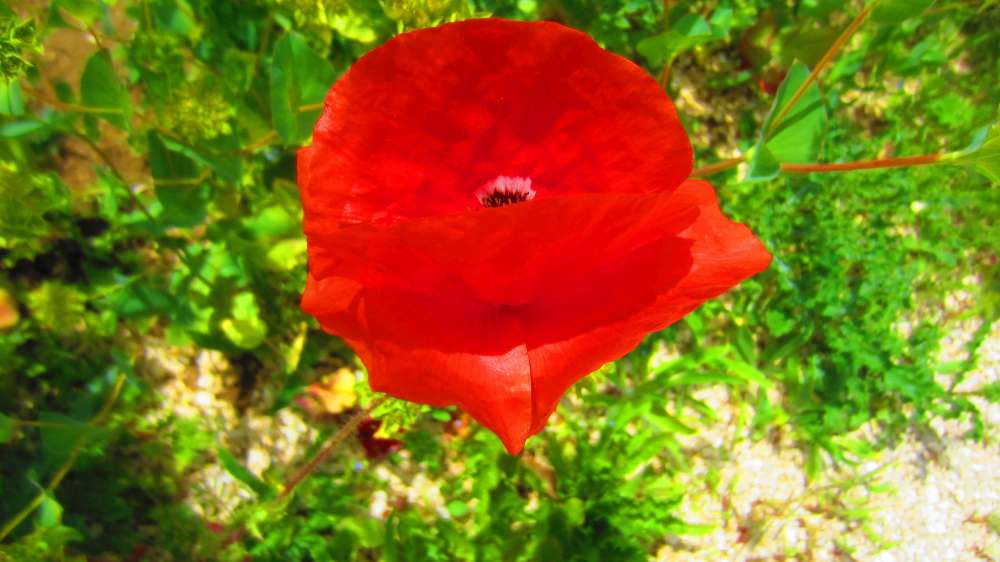 Mohn