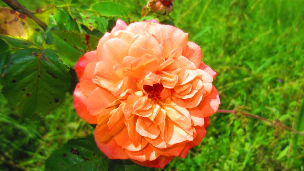 Rose_apricot