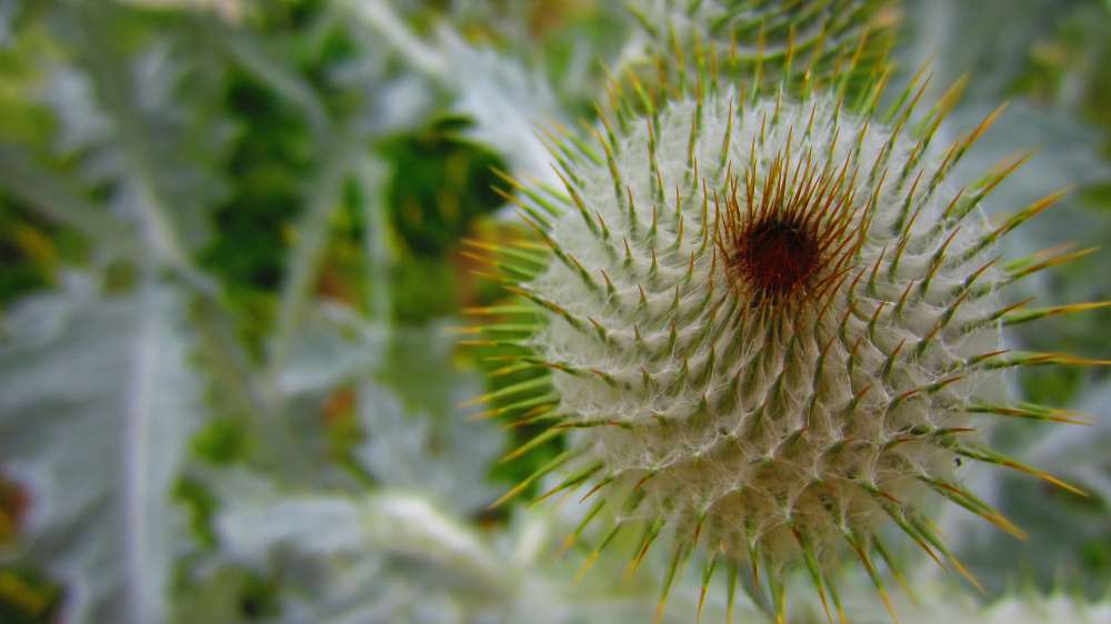 Distel