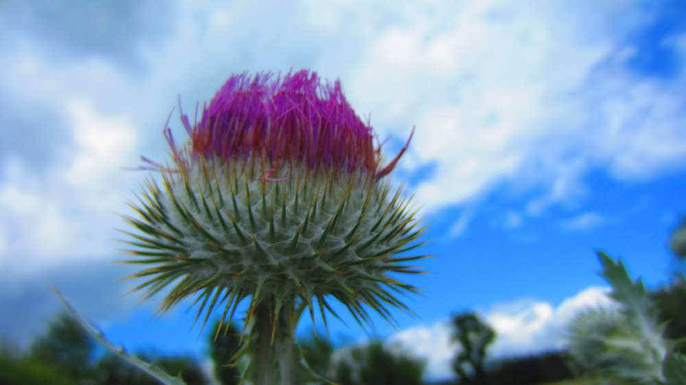Distel