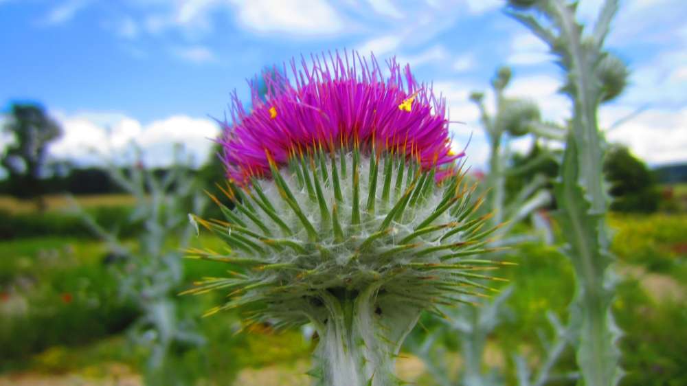 Distel