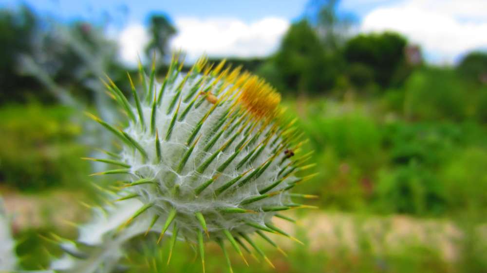 Distel