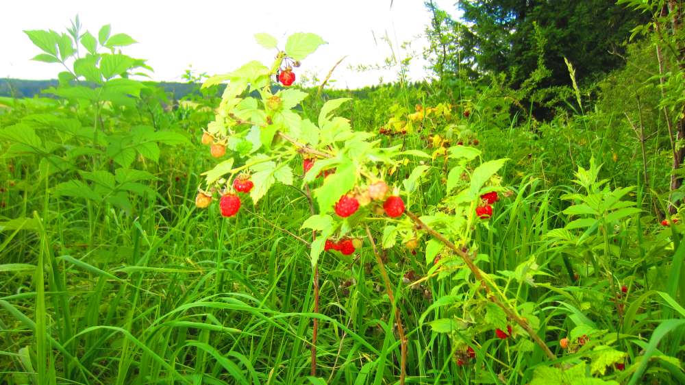 Himbeeren