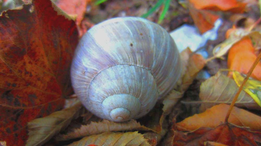 Schnecke