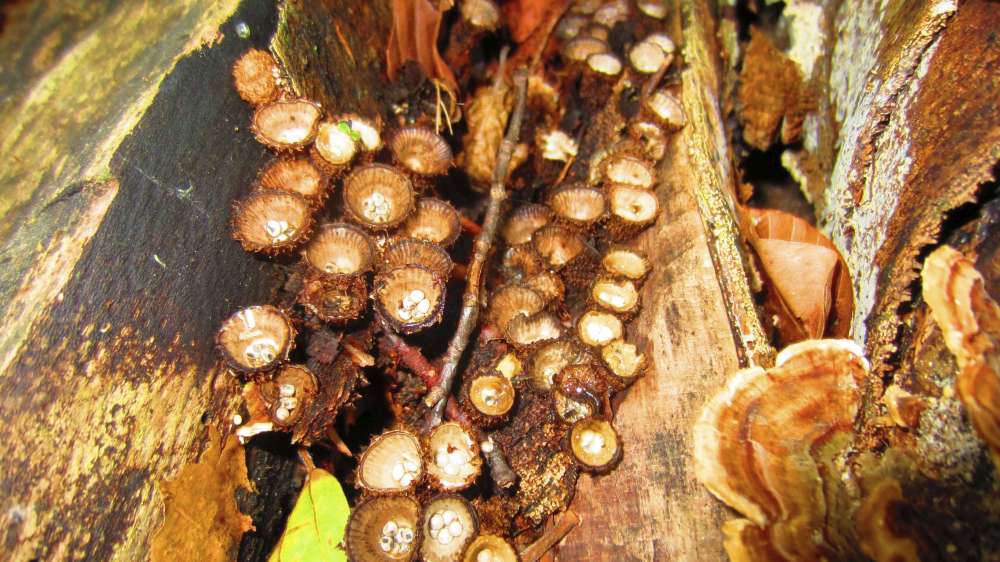 gestreifter_Teuerling