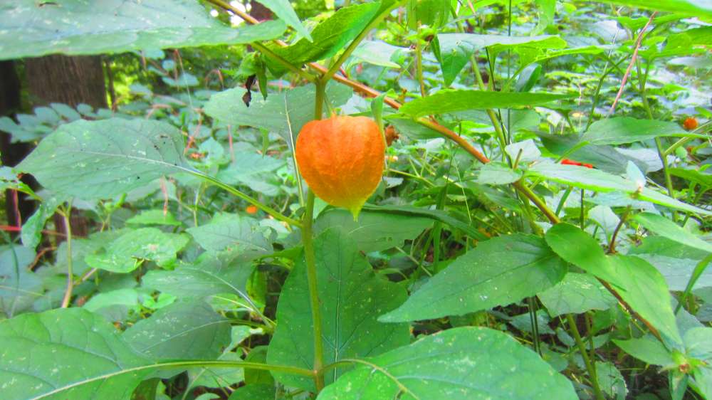 Physalis