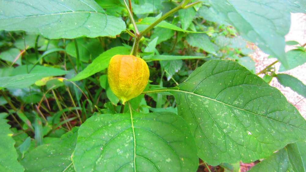 Physalis