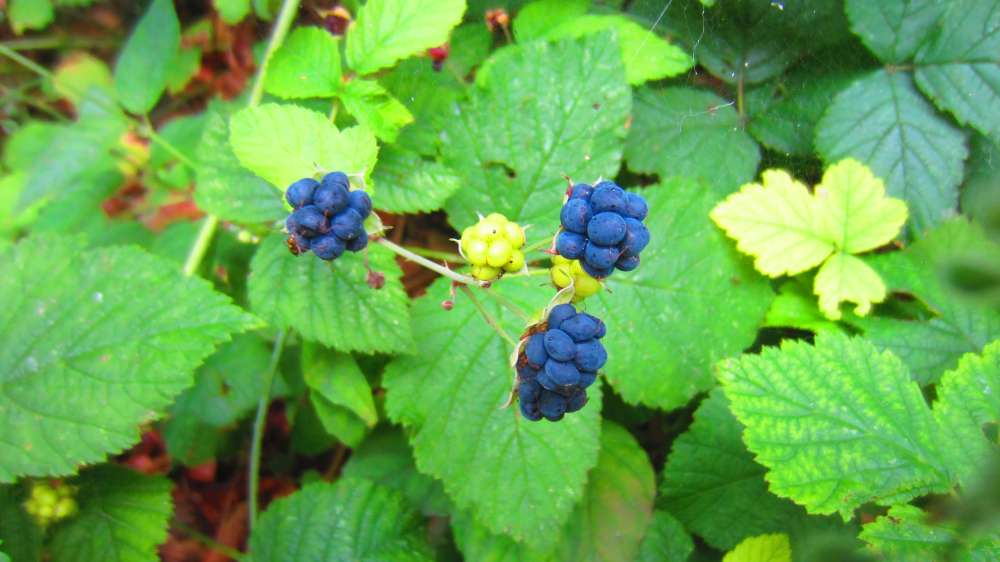 Brombeeren