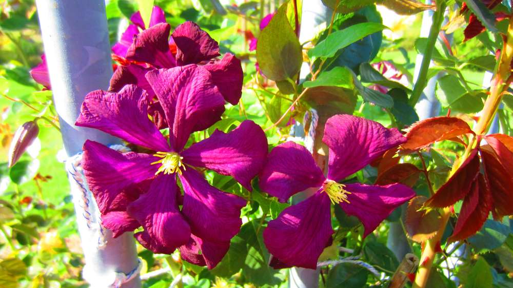 Clematis