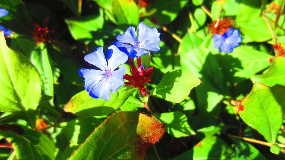 Kriechende_Hornnarbe