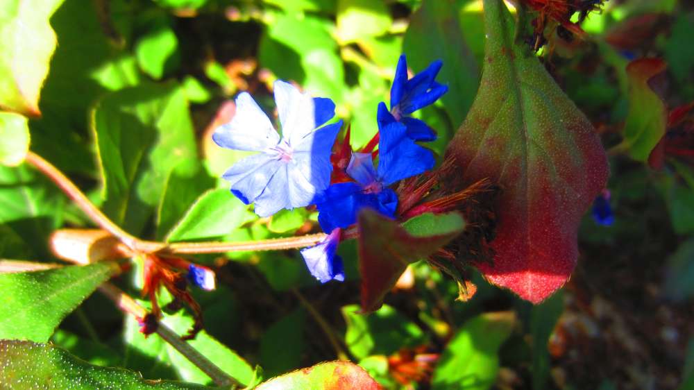 Kriechende_Hornnarbe