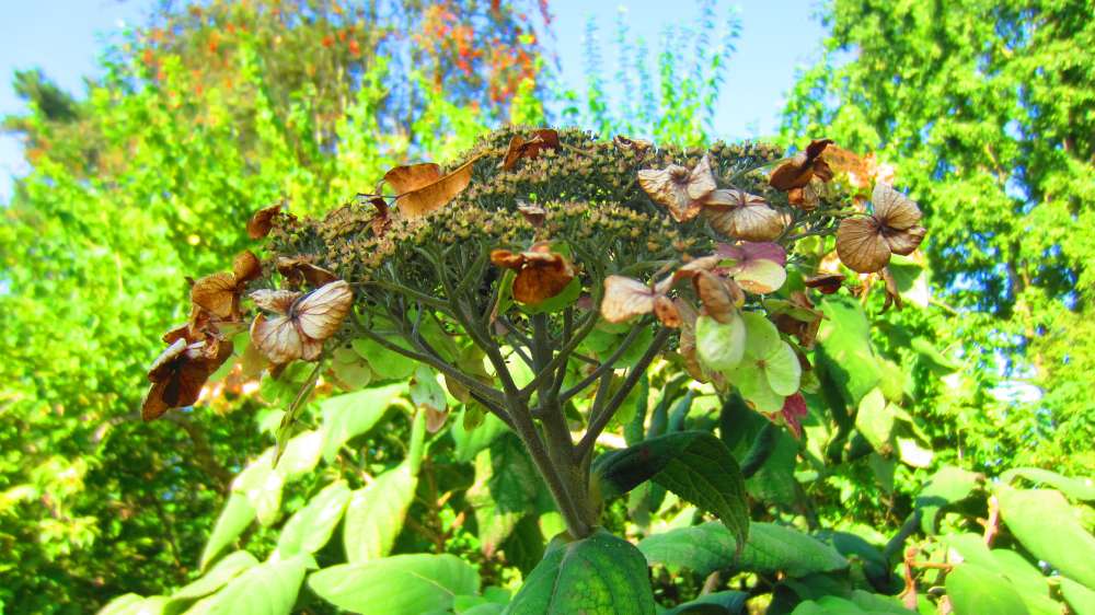 Hortensie
