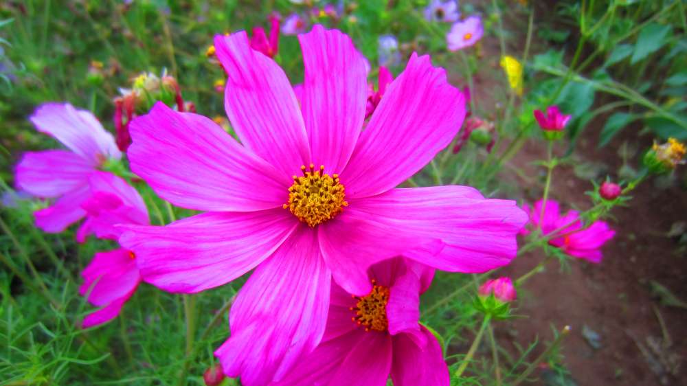 Cosmea