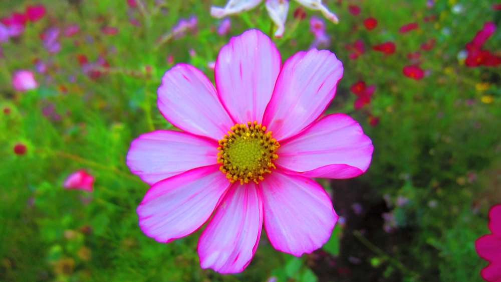 Cosmea