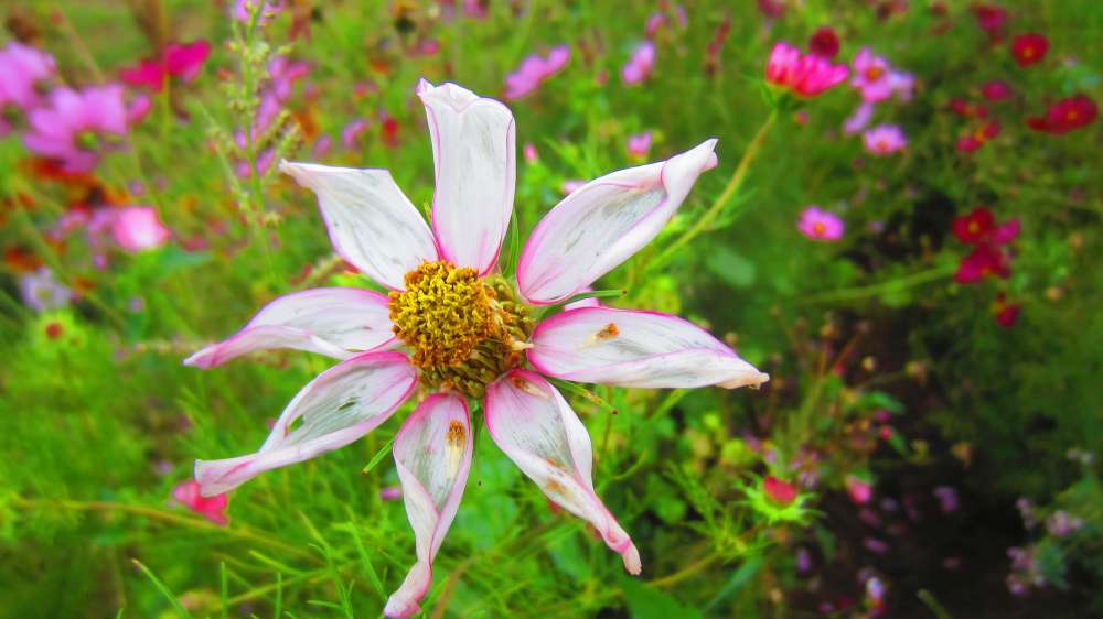 Cosmea