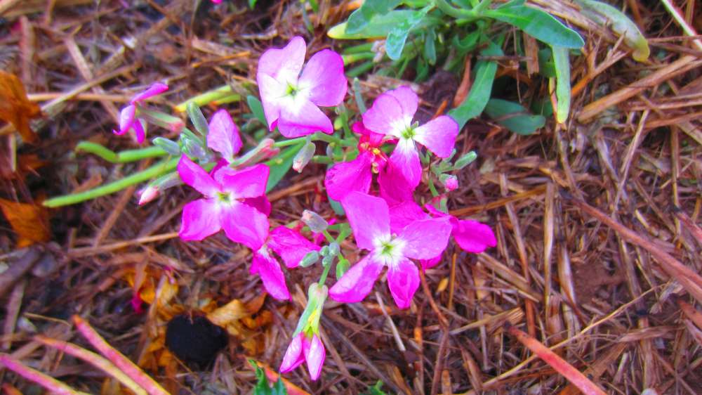 Phlox