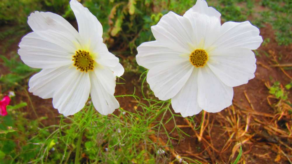 Cosmea