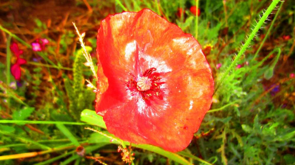 Mohn