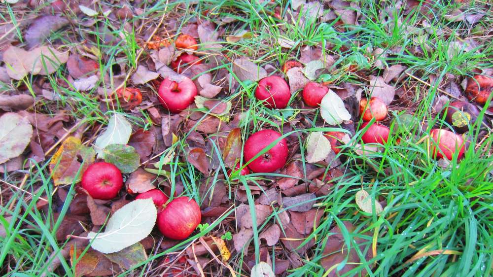 Aepfel_rot