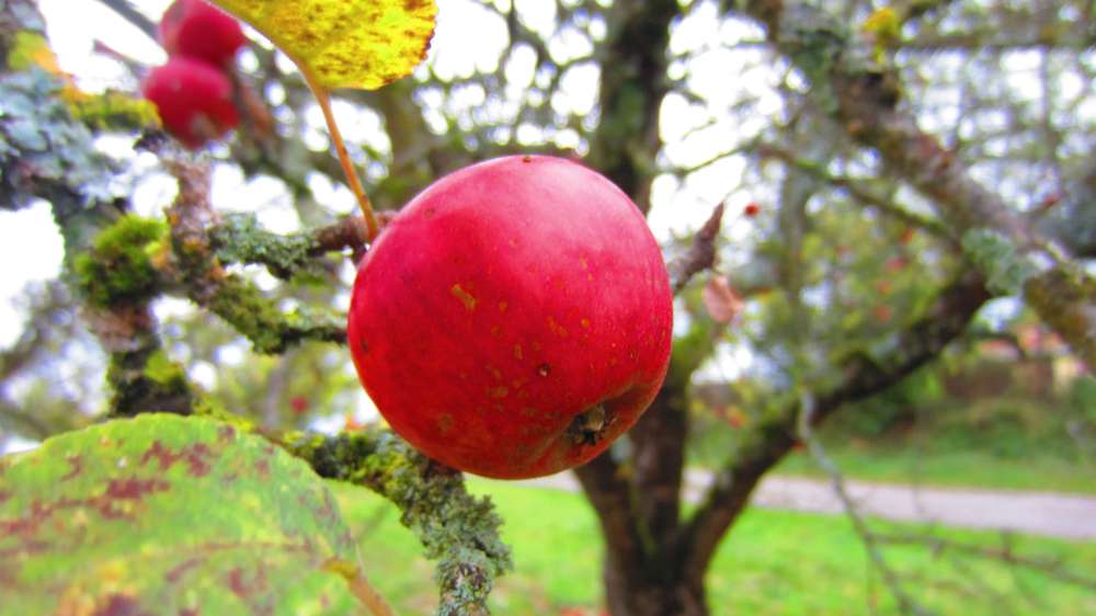 Aepfel_rot