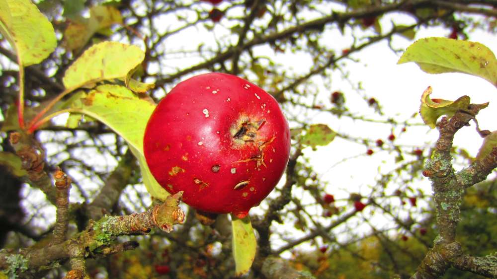 Aepfel_rot