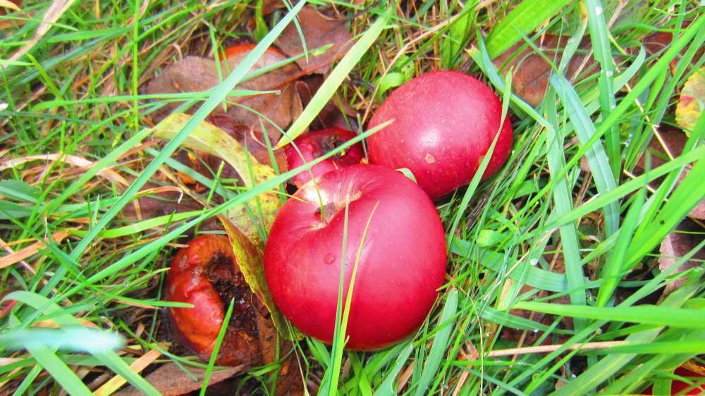 Aepfel_rot