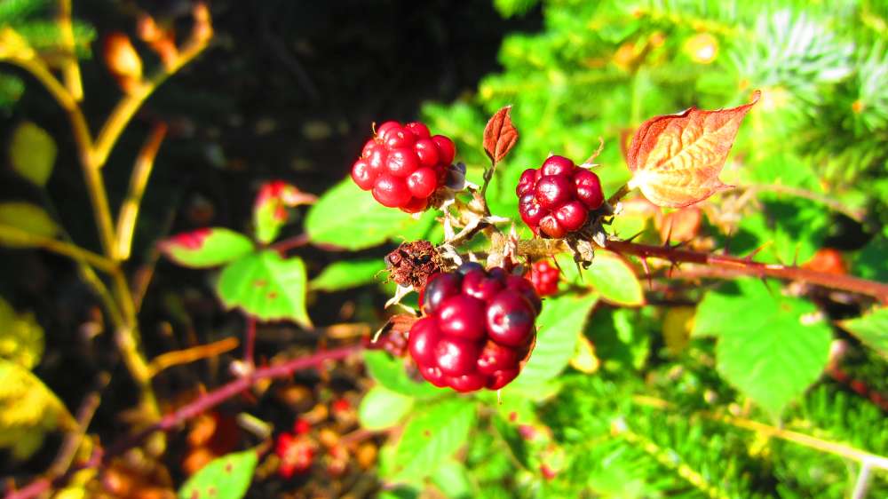 Brombeere