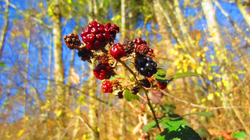 Brombeeren