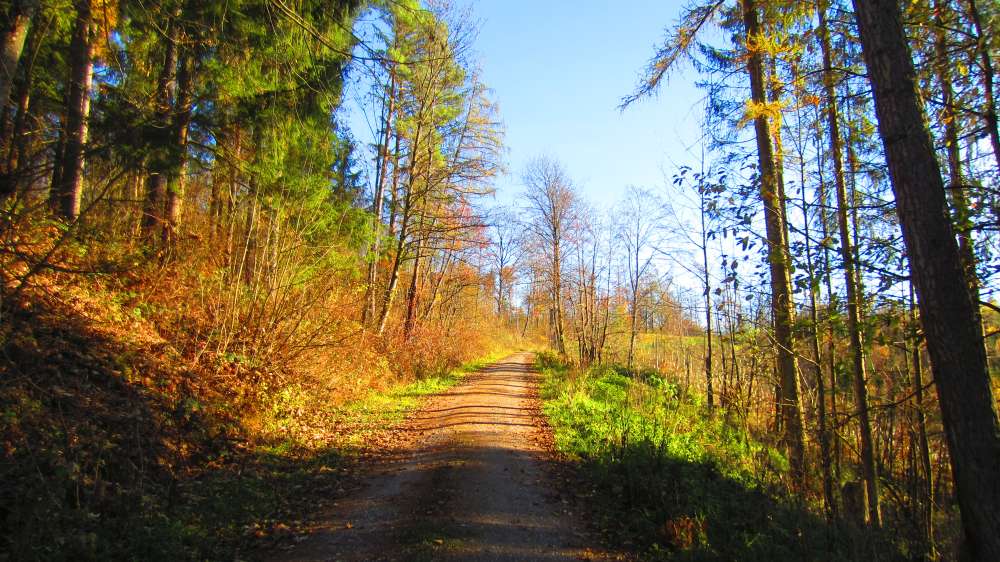 Waldweg