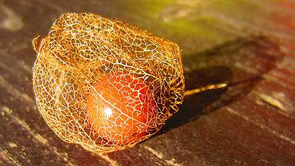 Physalis