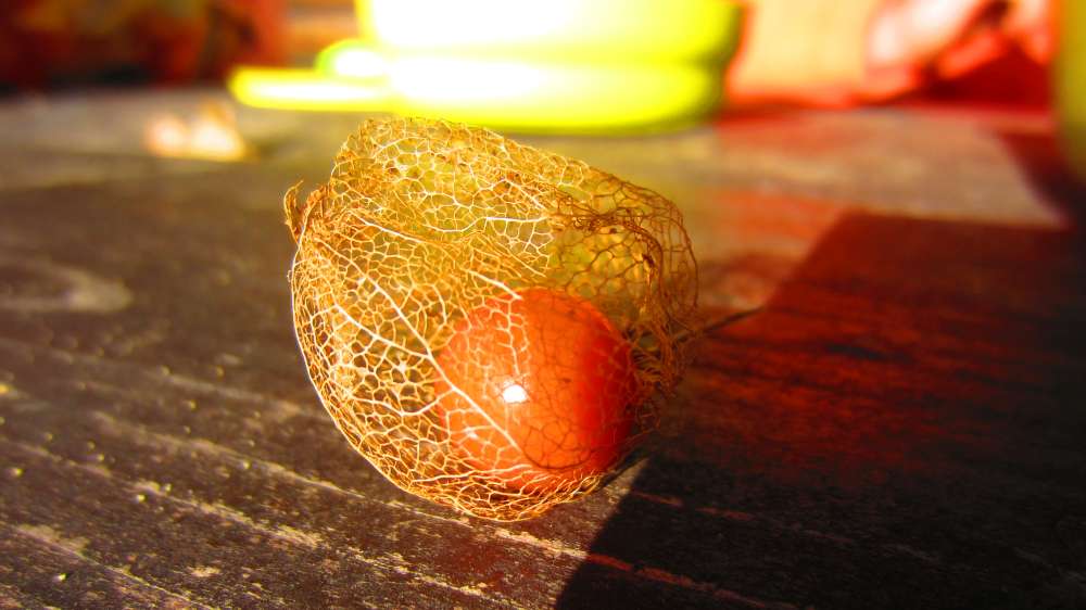 Physalis