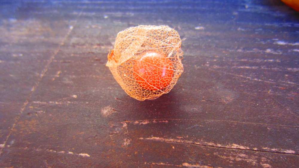 Physalis