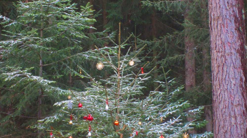 Weihnachtsbaum