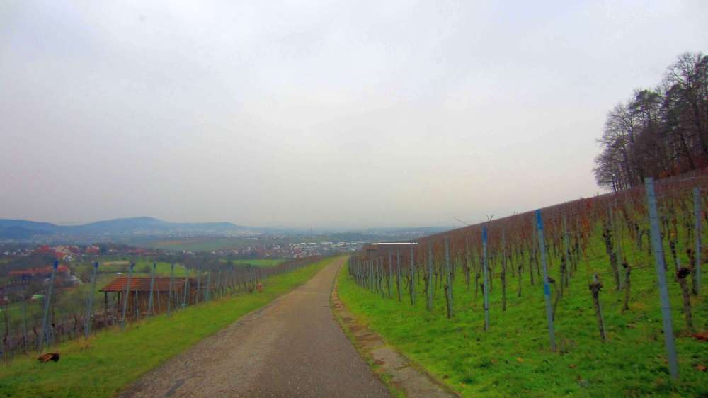 Weinberge