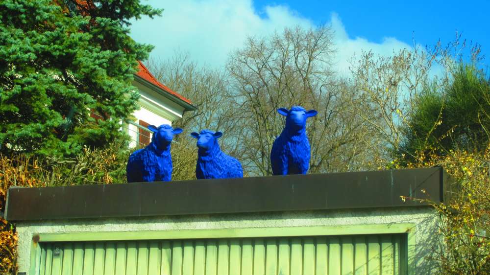 blaue_Schafe
