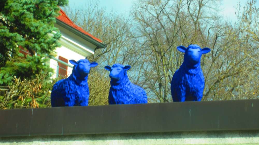 blaue_Schafe