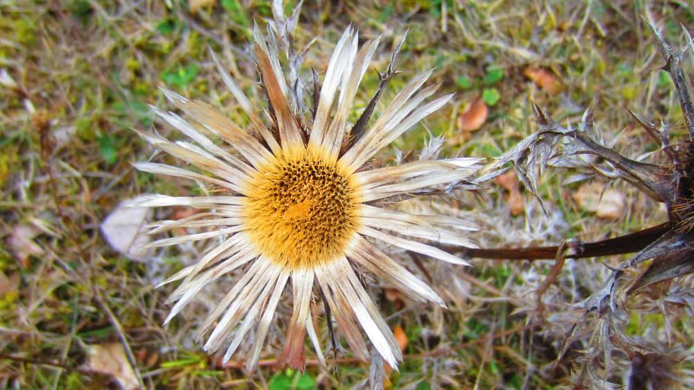 Silberdistel