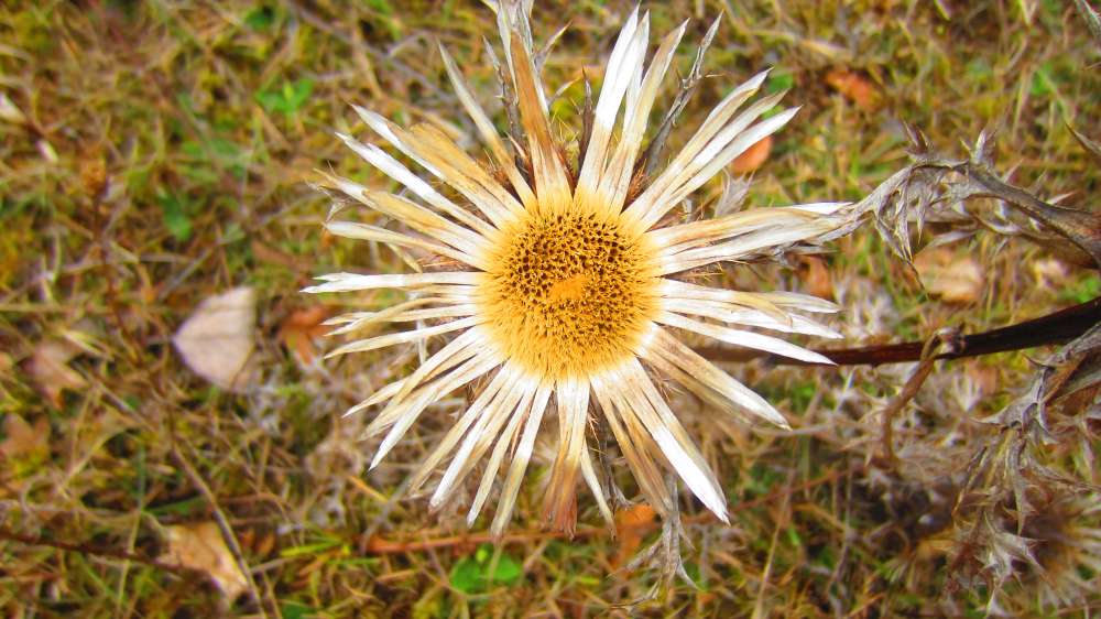 Silberdistel