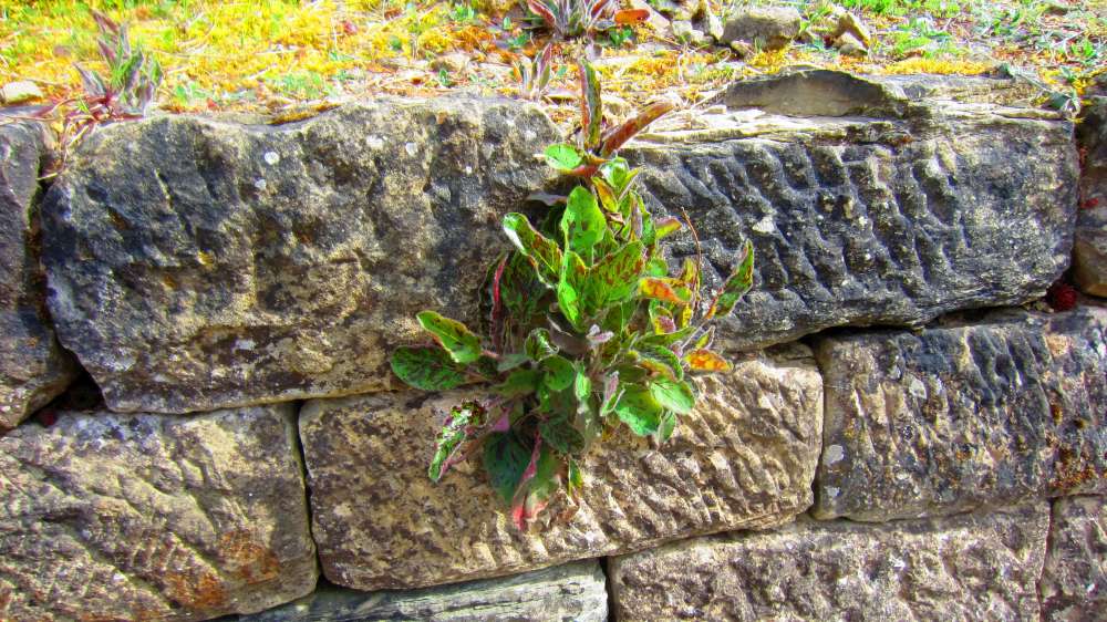 Mauerpflanzen
