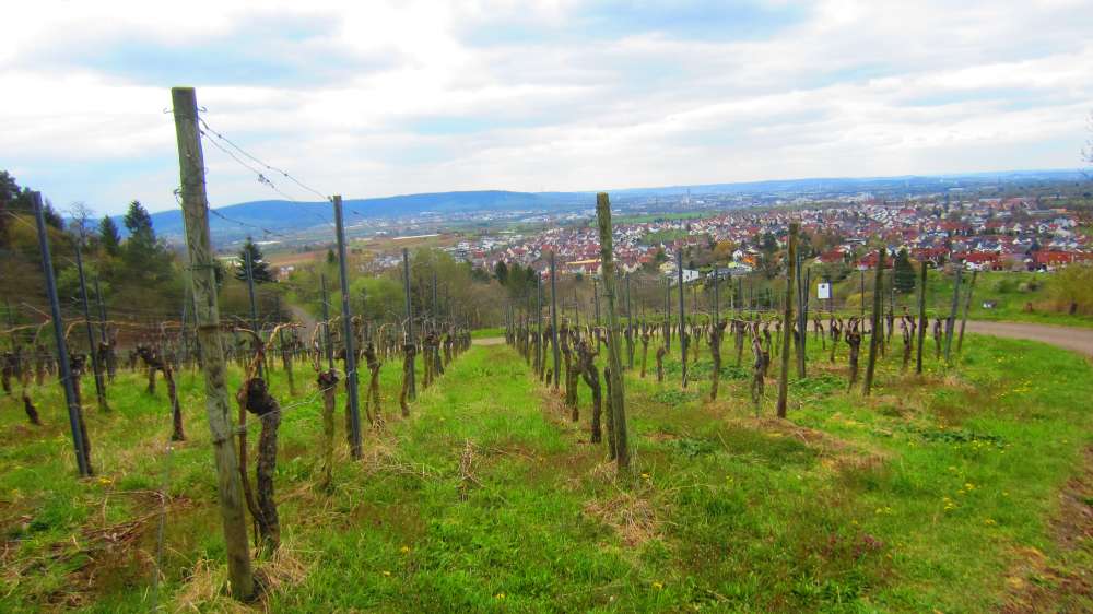 Weinreben