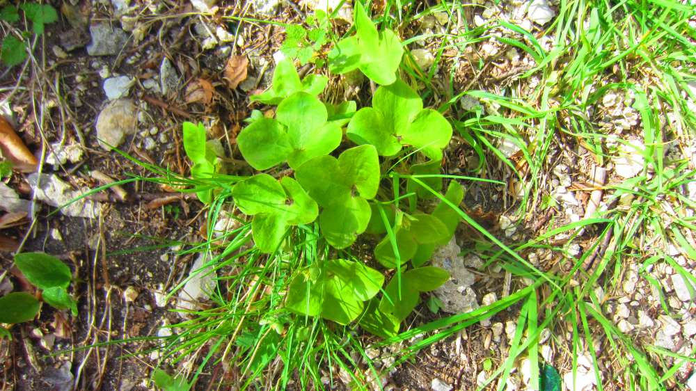 Leberbluemchenblaetter