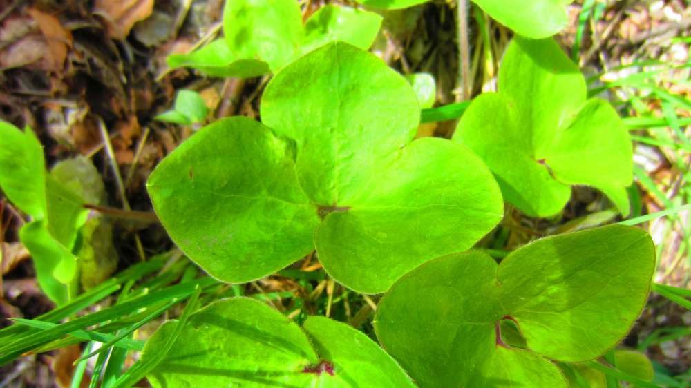 Leberbluemchenblaetter