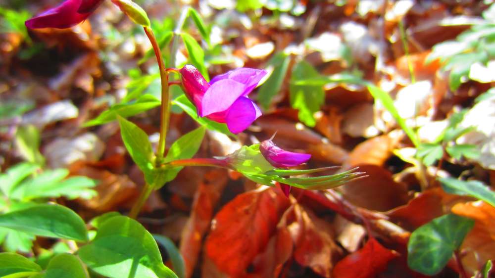 Fruehlingsplatterbse