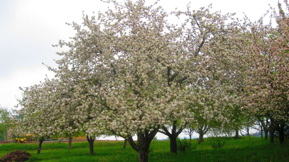 Apfelbaum