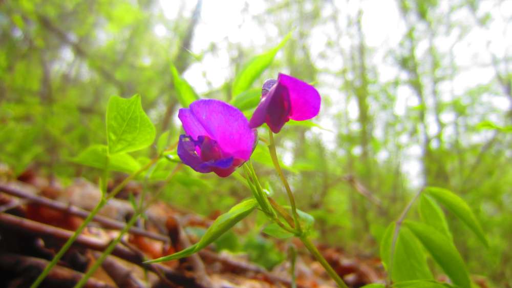 Fruehlingsplatterbse