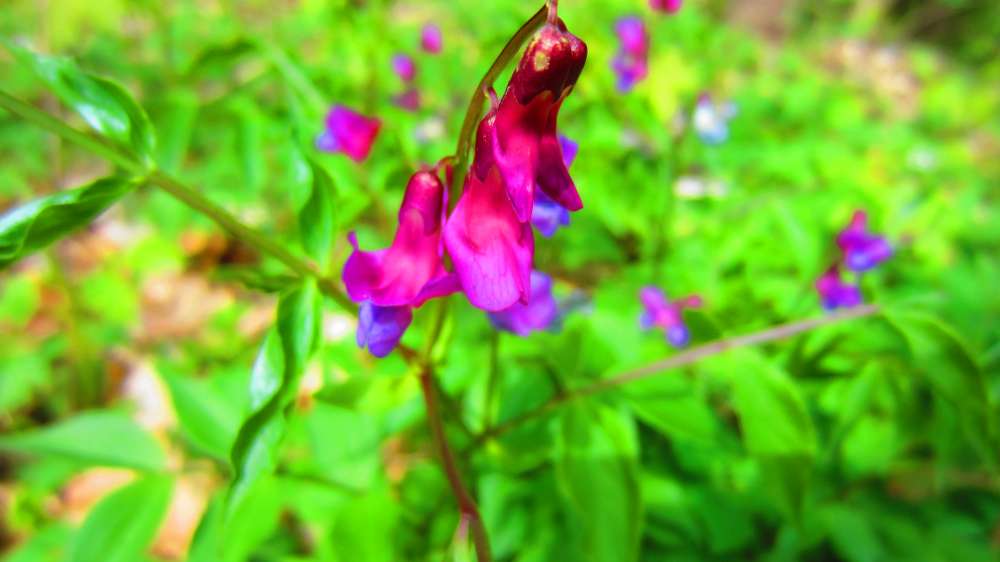 Fruehlingsplatterbse