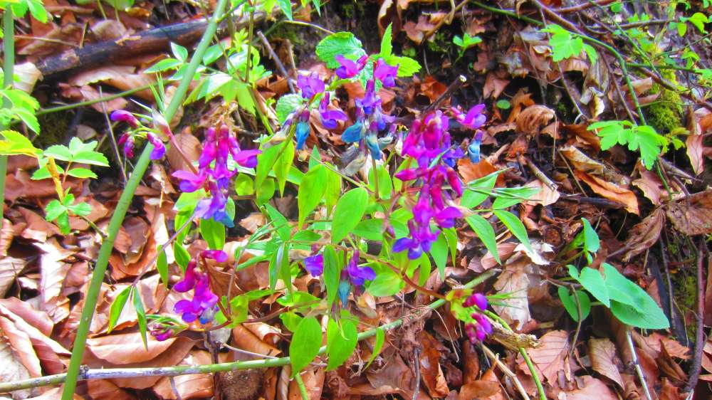 Fruehlingsplatterbse